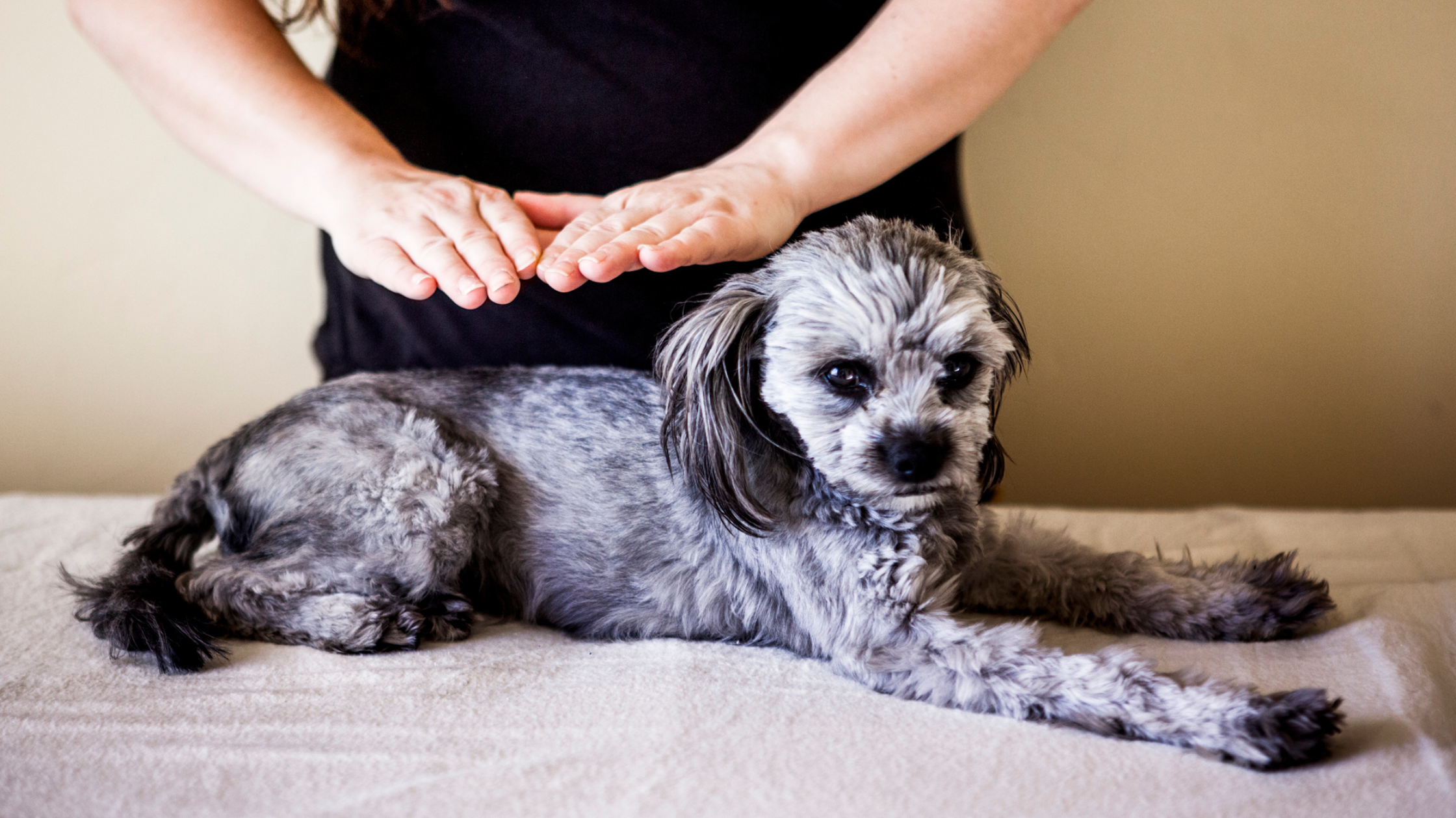 Safe Practice Energy Healing for Pets: 3 Key Risk Reductions for Your Sessions