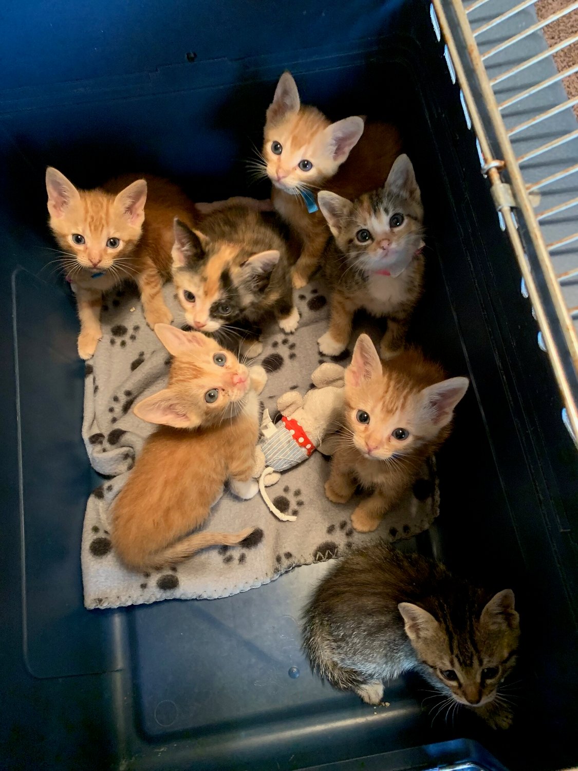 Ann's Foster Kittens