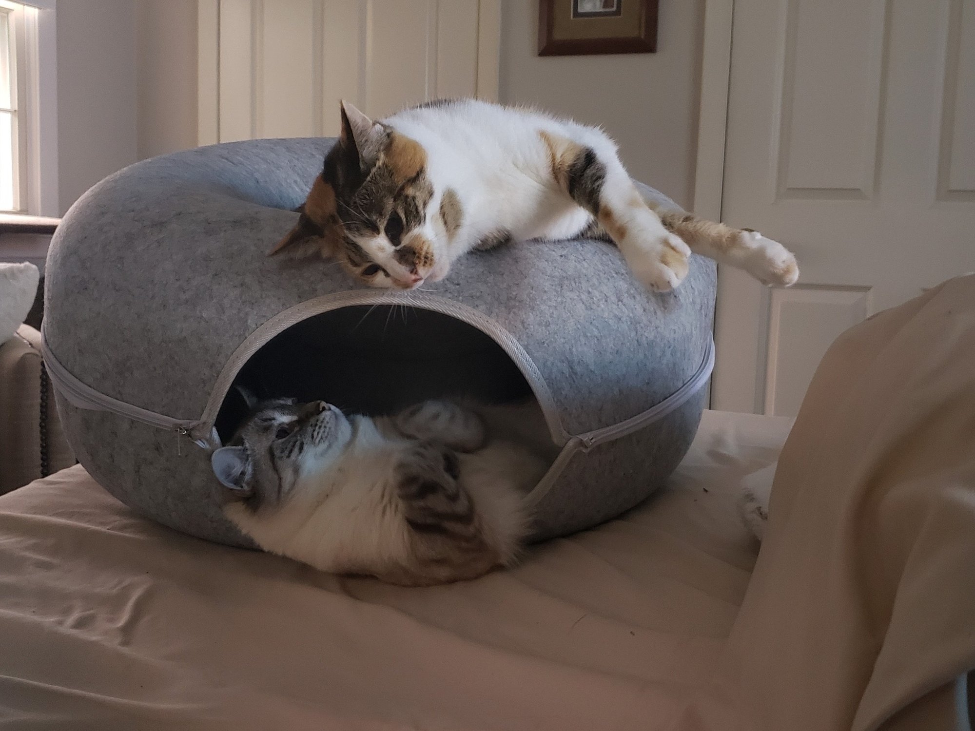 Julie's babies-her sweet cats