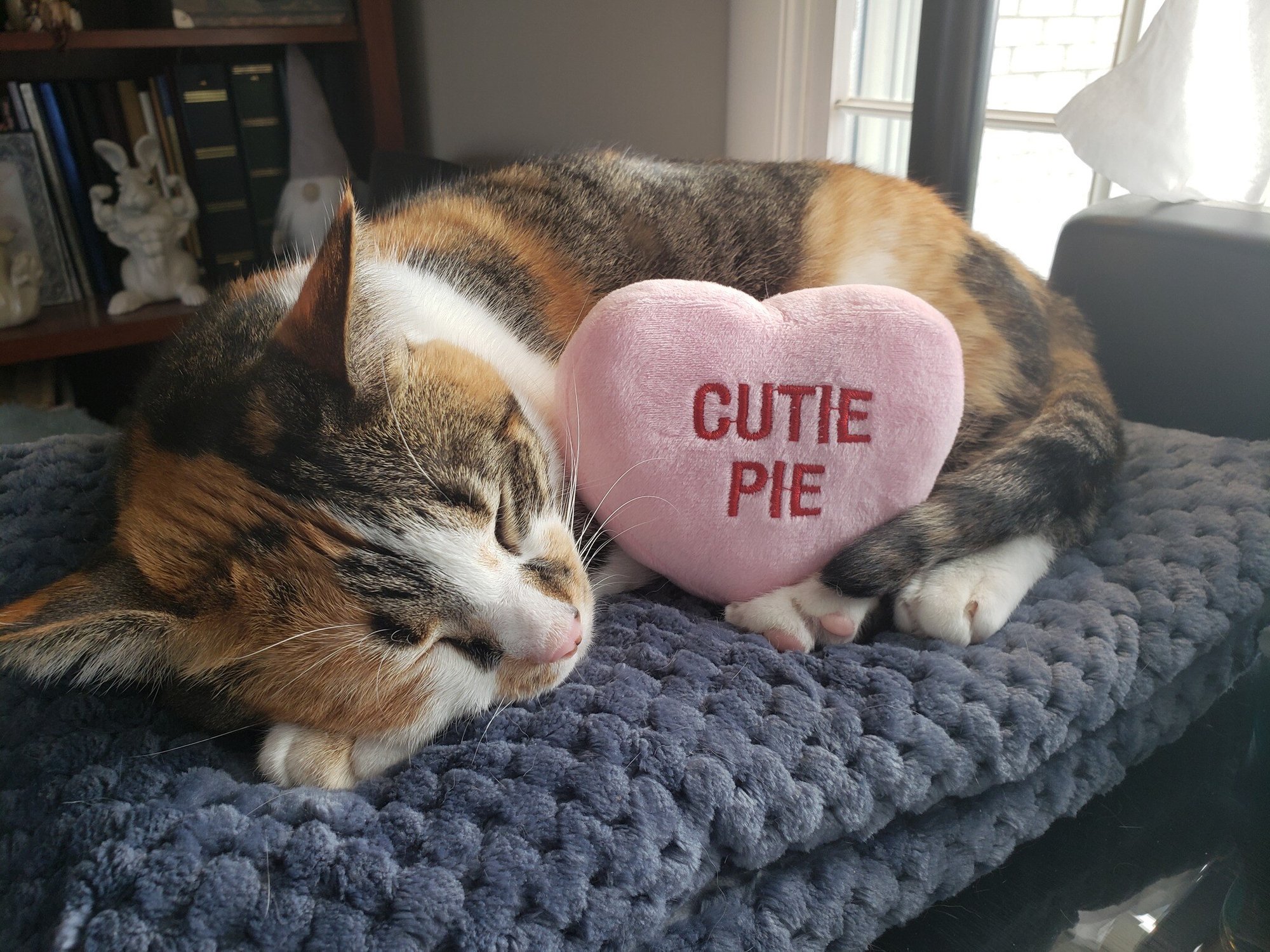 Julie's precious valentine's cat