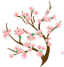 branches blooming flowers blossom flourish
